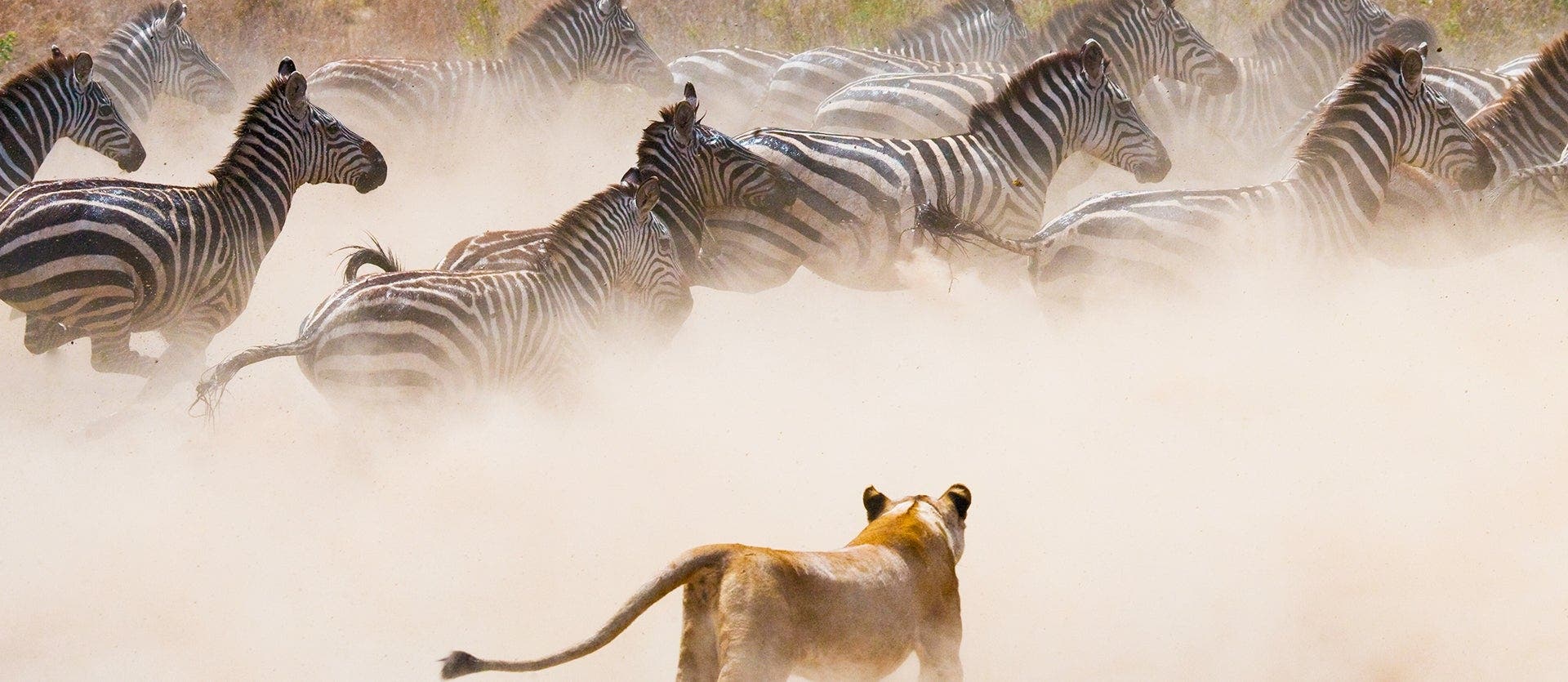 Safari en Kruger y Ciudad del Cabo