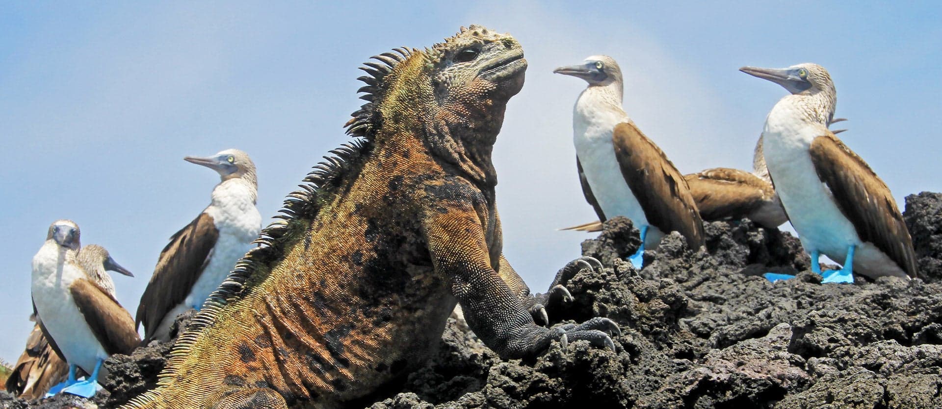 De Machu Picchu a las Galápagos