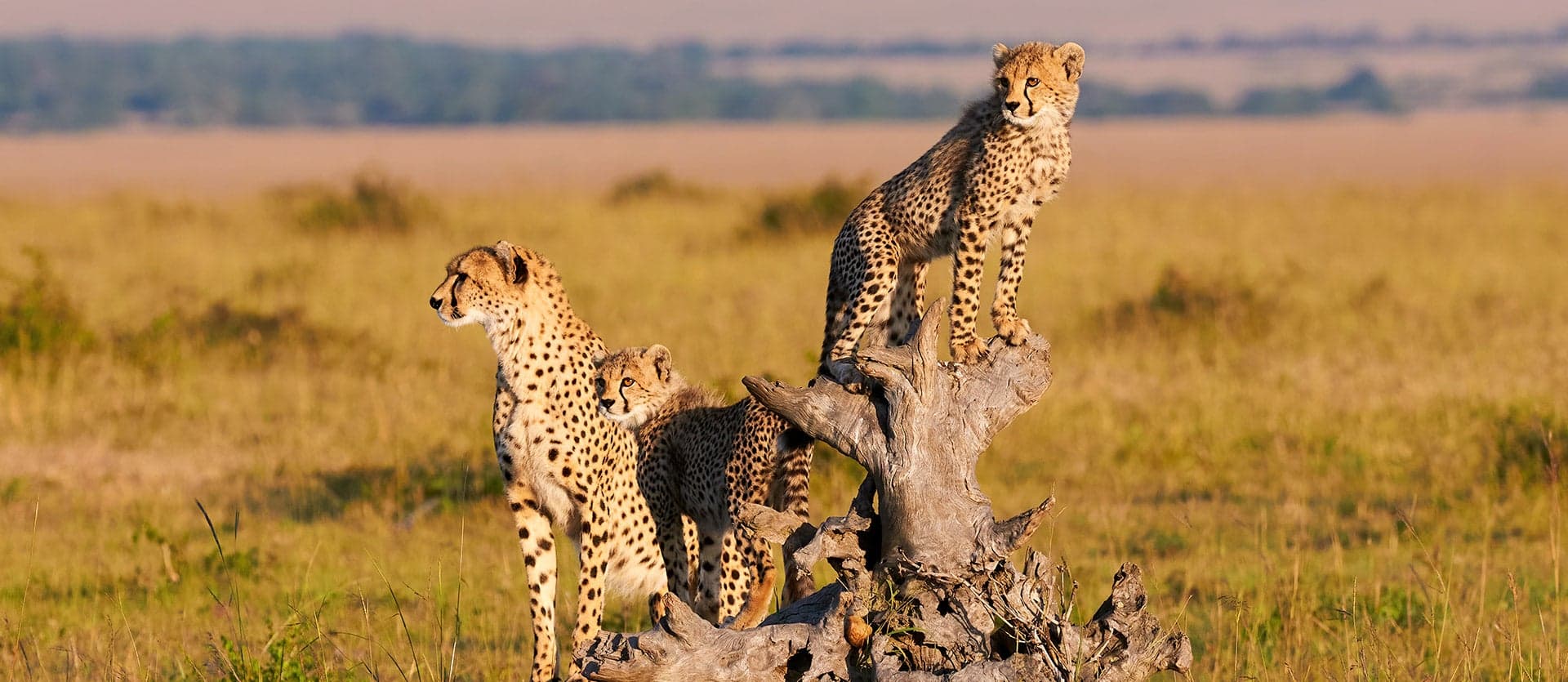Mara, Serengeti & Ngorongoro Crater